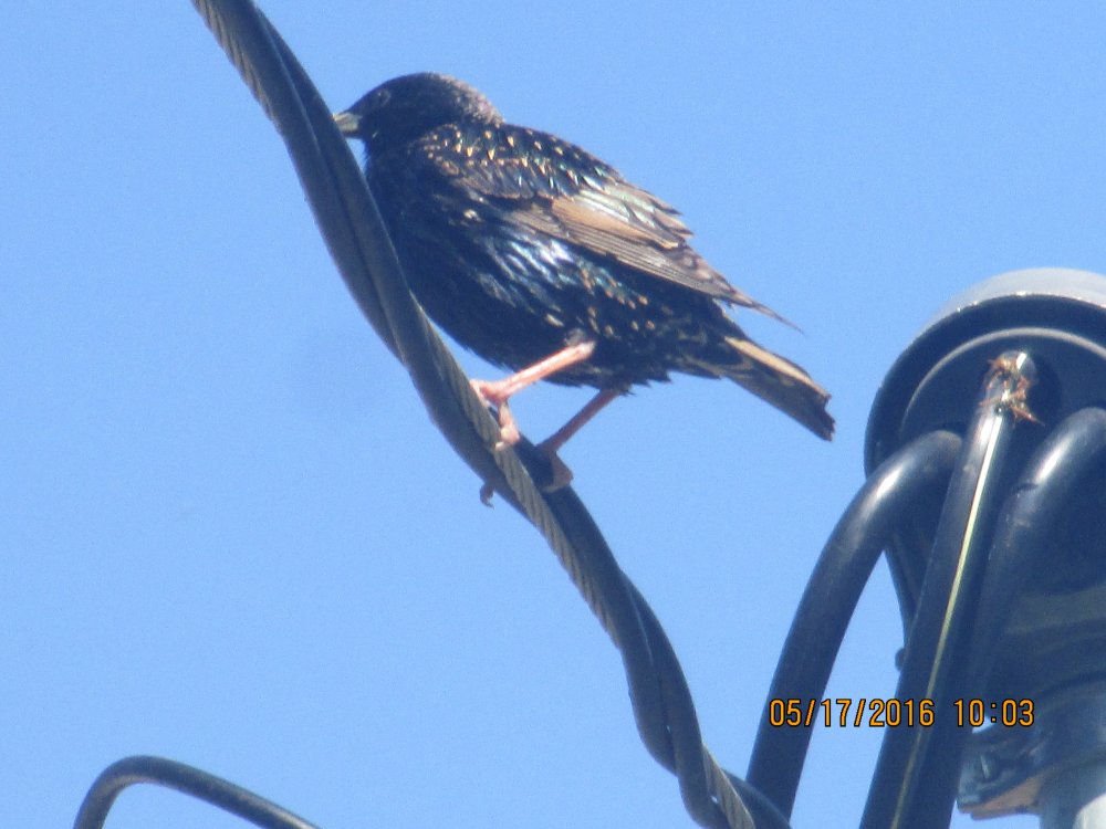 another-bird-1-jpg.13593