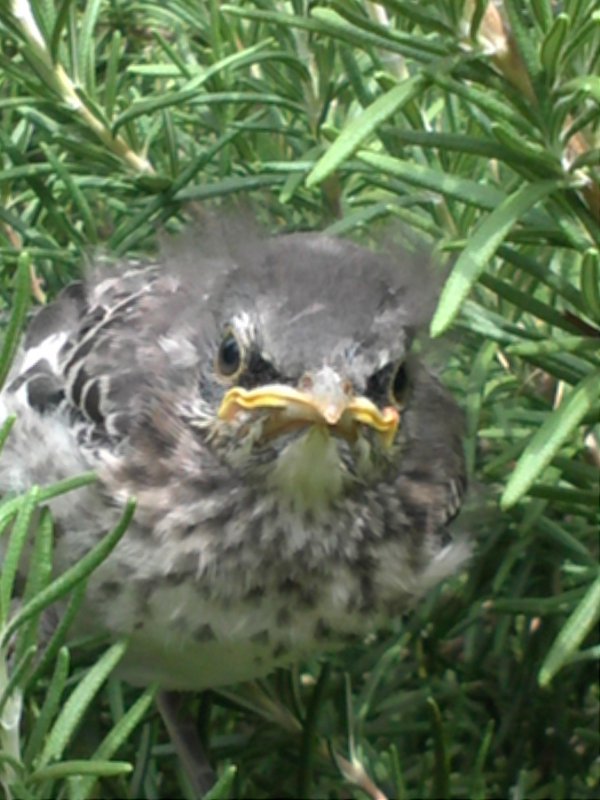 mockingbird-baby-jpg.4878