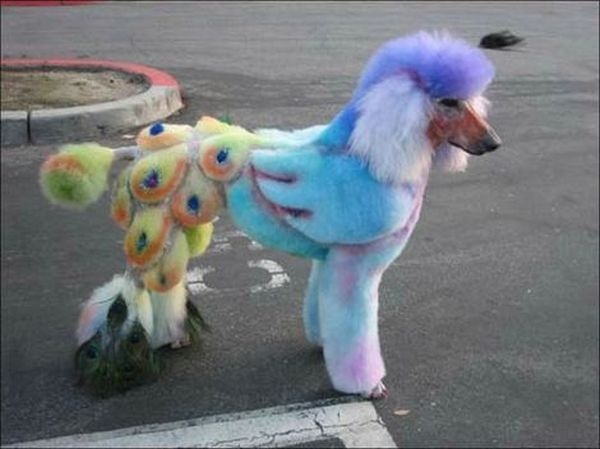 peacock-dog-jpg.14224