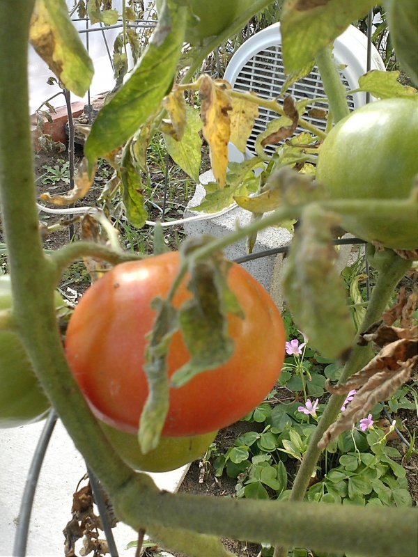 tomato-january-jpg.456