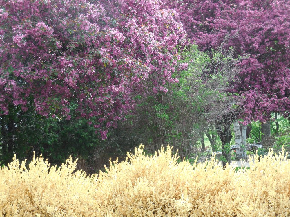 trees-flowering-crab-jpg.2538