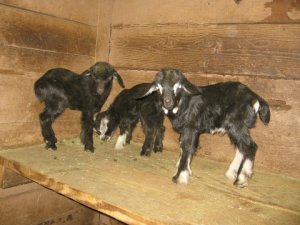 Baby goats1.JPG