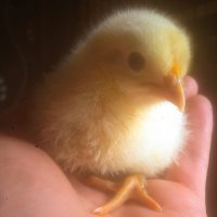 Chick.JPG