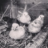 chicks.JPG