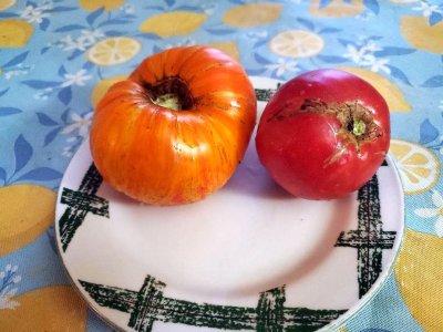 Tomatoes, 2nd harvest, 08-08-23.jpg