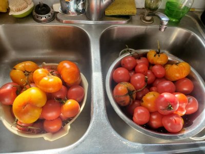 Tomatoes, cooling off for skin removal, 11-07-23.jpg