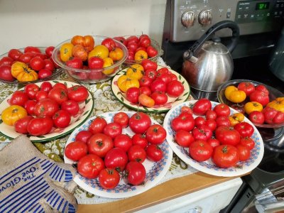 Tomatoes, ripening for canning, 11-18-23, #3.jpg