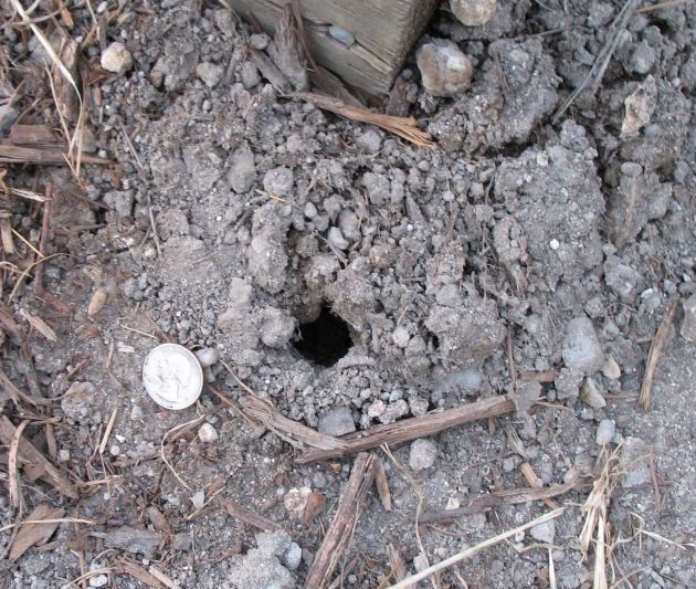 2_gopher-mole-vole-hole.jpg