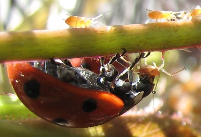 2_ladybug-aphid.jpg