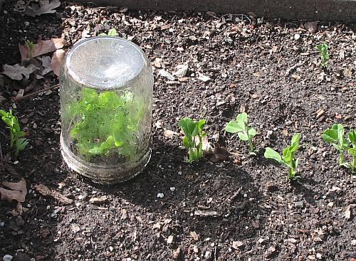 2_pea-plants-jar.jpg