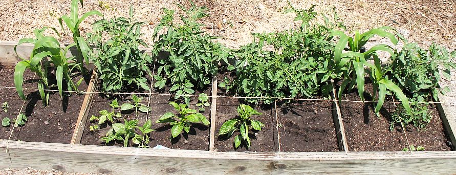 2_raised-bed.jpg