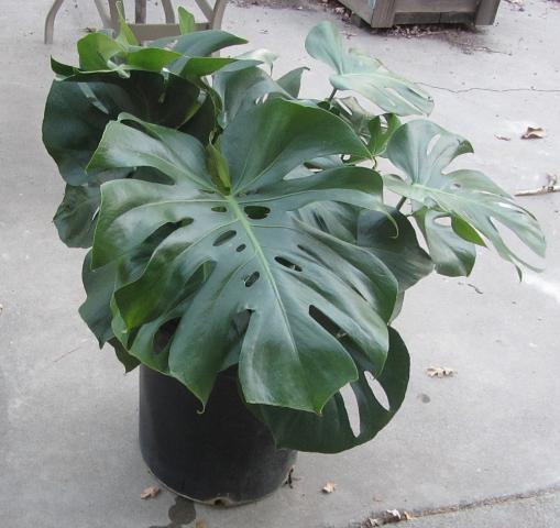 2_split-leaf-philodendron.jpg