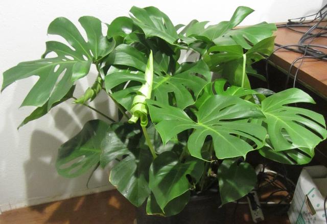 2_split-leaf-philodendron2.jpg