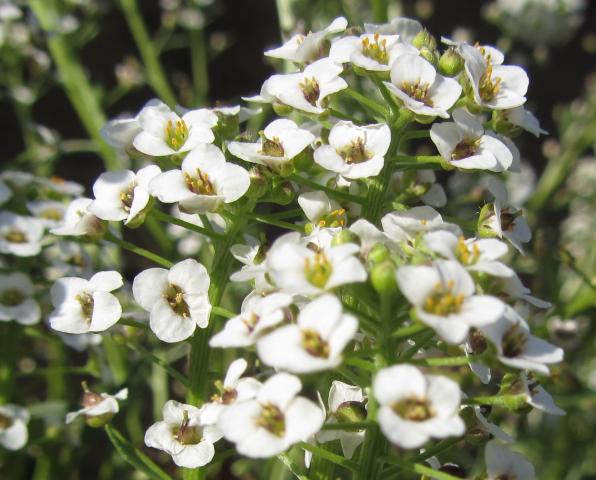 2_sweet-alyssum-1.jpg