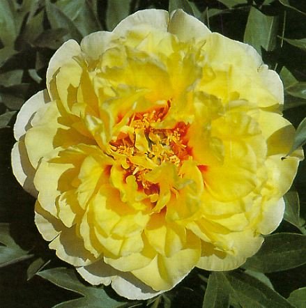 4973_yellow_peony.jpg