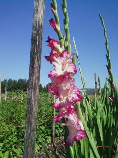 4989_1st_gladiola.jpg