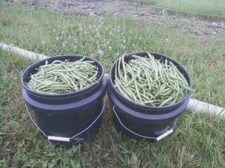 4989_1st_green_beans.jpg