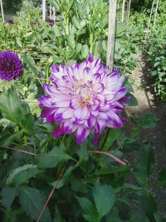 4989_dahlia_a_favorite.jpg