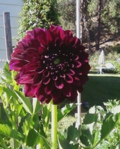 4989_dark_dahlia.jpg