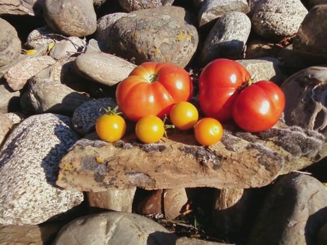 4989_early_tomatoes.jpg