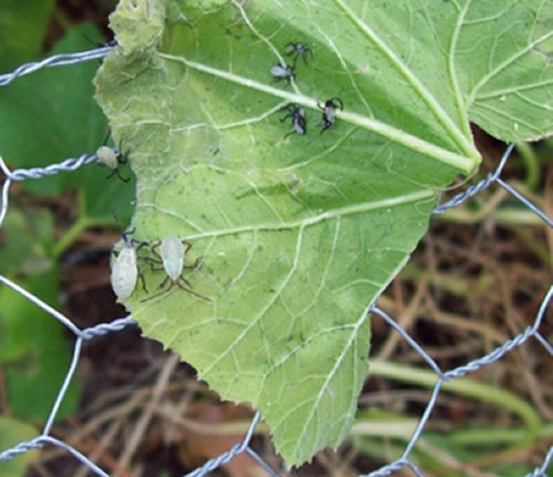 5126_squash_bugs.jpg