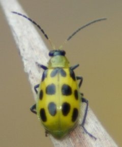 5297_spotted_cucumber_beetle.jpg