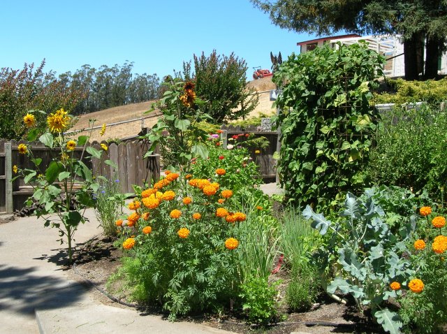 5365_flying_and_zinnias_032.jpg