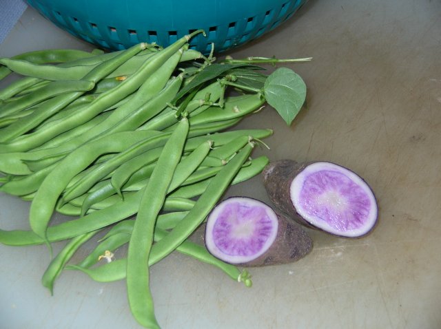 5365_purple_potatos.jpg