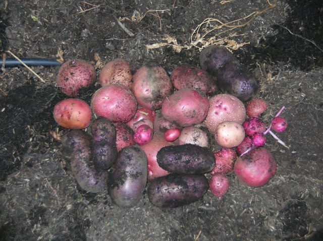 5365_red_and_blue_potatos.jpg