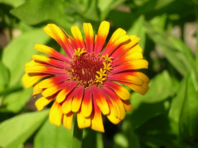 5365_zinnia.jpg