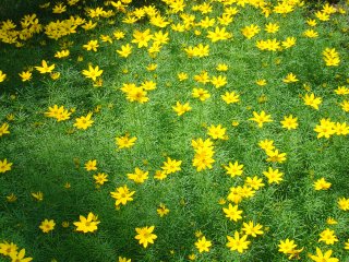 5511_coreopsis.jpg