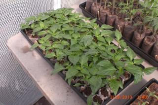 5568_greenhouse_002.jpg