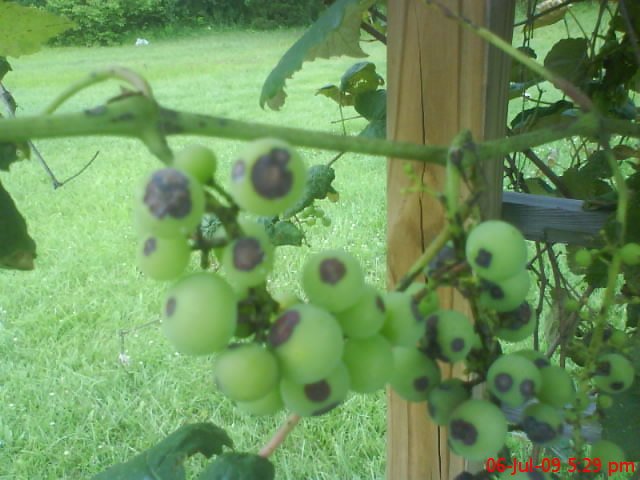 5639_grapes.jpg