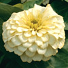 5683_zinniamagellanivory.jpg