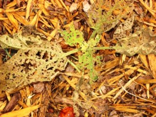 5715__eggplant_flea_beetles762008_056.jpg