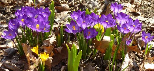 5737_purple_crocus.jpg