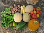 5763_veggies_21.jpg