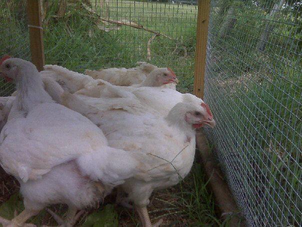5842_broilers2.jpg