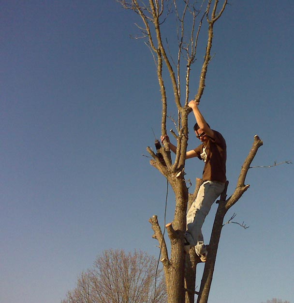 5842_mn_trees1.jpg