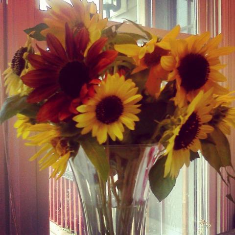 5842_sunflowers2013.jpg