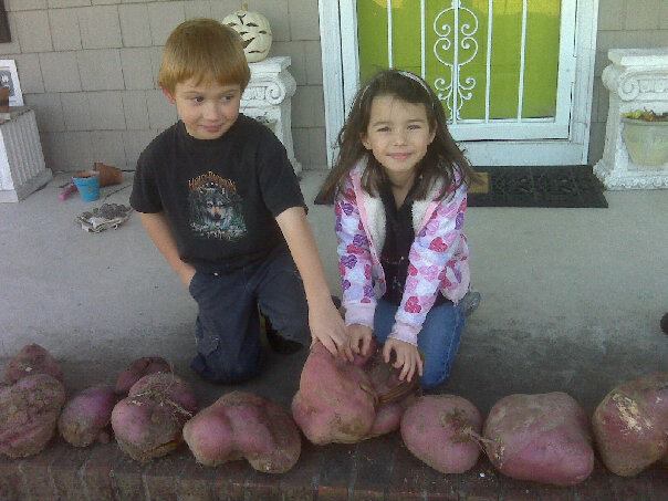 5842_sweet_potatoes.jpg