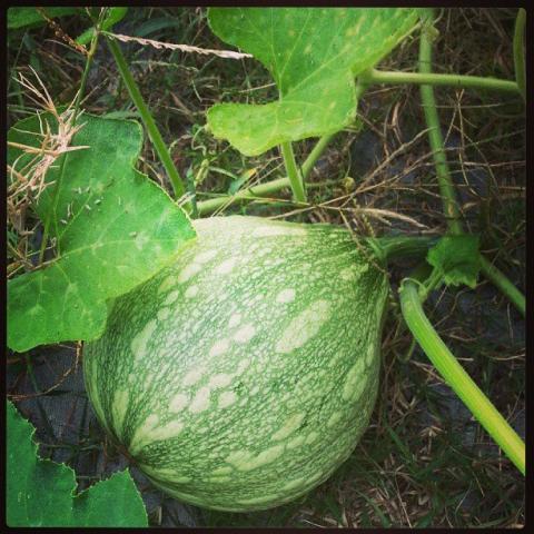 5842_unknown_squash.jpg