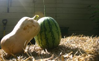 5852_squashwatermelon.jpg