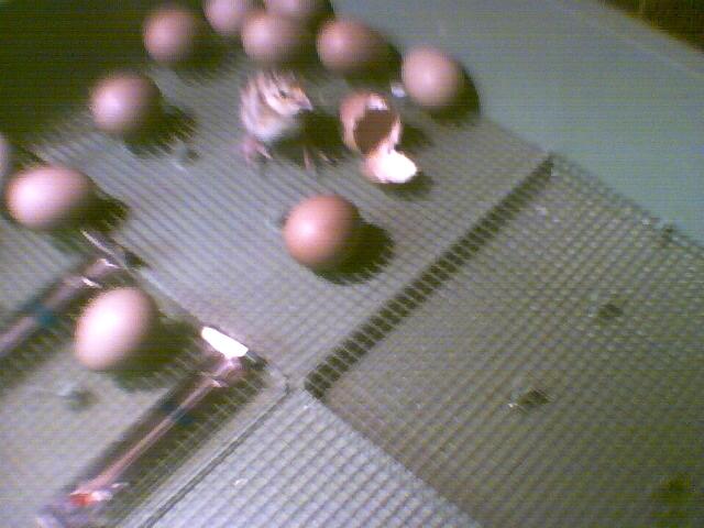 5881_pict0002.jpg