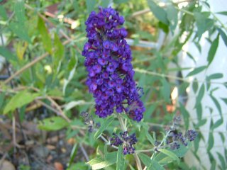 5886_butterfly_bush.jpg