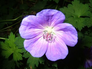 5886_purple_flower.jpg