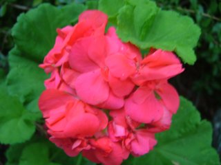 5886_red_geranium.jpg