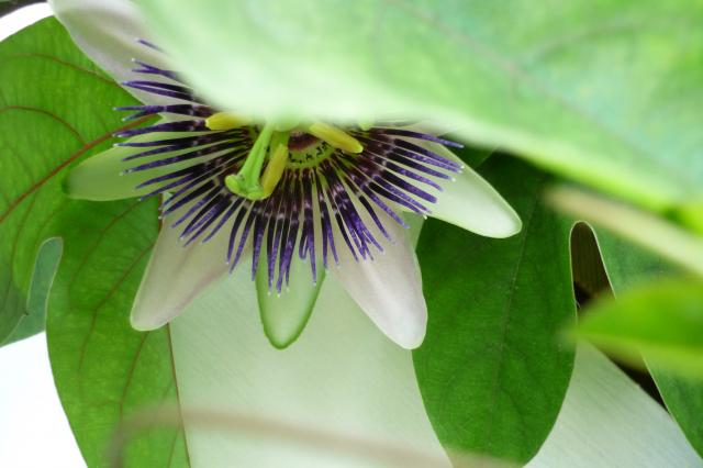5947_flowers_003.jpg