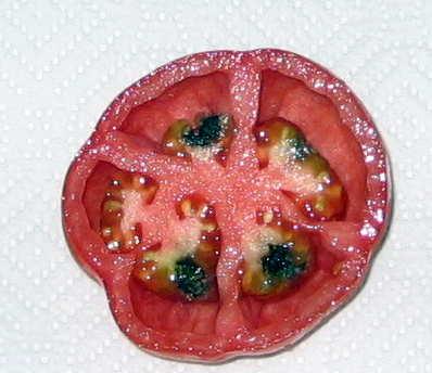 6099_marion_tomato.jpg