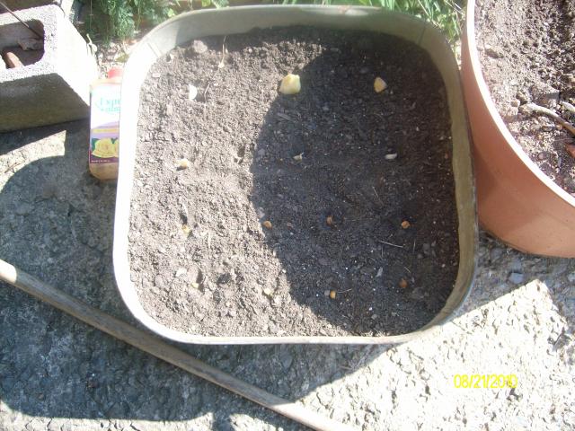 6101_garlic_planted_8-21-10_008.jpg